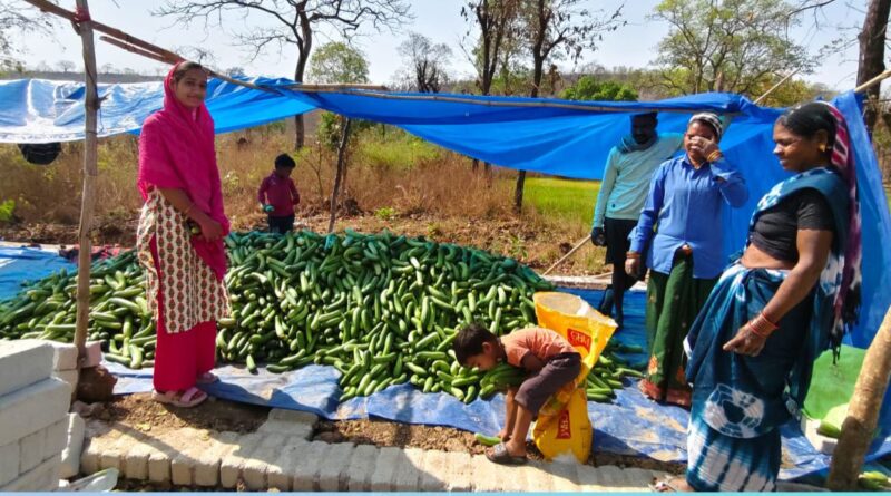 खीरा की खेती ने बदली सुभद्रा की जिंदगी