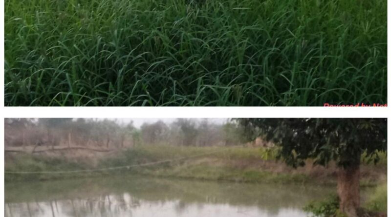 डबरी, मछली पालन और बहुफसली खेती से बदली तकदीर—सगनू बने गांव के प्रेरणास्रोत