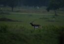 Chhattisgarh’s Barnawapara Wildlife Sanctuary Emerges as a Beacon of Blackbuck Revival