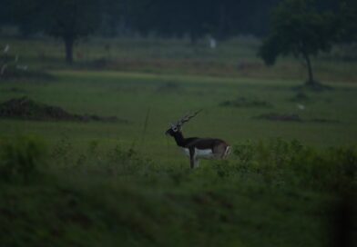 Chhattisgarh’s Barnawapara Wildlife Sanctuary Emerges as a Beacon of Blackbuck Revival