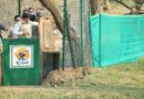 प्रदेश ने चीतों को अनुकूल वातावरण उपलब्ध कराकर बनाया परिवार का हिस्सा : मुख्यमंत्री डॉ.यादव