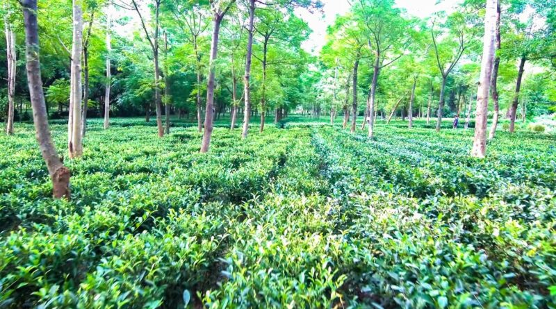 जशपुर के किसान खेती में बना रहे हैं अलग पहचान