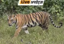 महाराष्ट्र के गोंदिया जिले में रविवार सुबह तेंदू के पत्ते इकट्ठा करने गई 65 साल की एक महिला पर बाघ ने हमला कर दिया