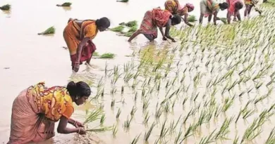 केंद्र सरकार ने 14 खरीफ फसलों की मिनिमम सपोर्ट प्राइस (MSP) बढ़ा दी