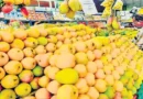 अमेरिका में भारतीय आमों के प्रति दीवानगी देखी जा रही