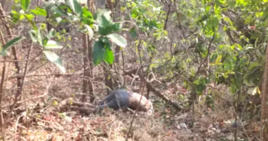 महाराष्ट्र और कर्नाटक में दो हादसों में 19 लोगों की मौत