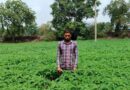 प्राकृतिक खेती को बढ़ावा देने की पहल ला रही बदलाव, हरी खाद अपनाकर आत्मनिर्भर खेती की राह पर बढ़ रहे किसान