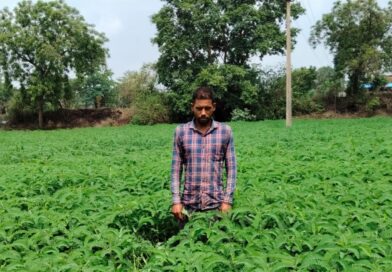 प्राकृतिक खेती को बढ़ावा देने की पहल ला रही बदलाव, हरी खाद अपनाकर आत्मनिर्भर खेती की राह पर बढ़ रहे किसान
