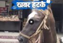 बिहार में शराब तस्करी में एक घोड़ा गिरफ्तार हुआ