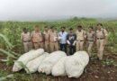 ऑपरेशन ग्रीन स्ट्राइक के तहत बड़वानी पुलिस की बड़ी कार्रवाई