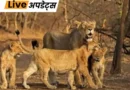 गुजरात में 31 जुलाई 2026 तक एक साल में बीमारी से 62 शेर, शेरनियों और शावकों की मौत हुई