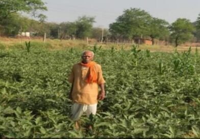 धान की पारंपरिक खेती से आगे बढ़कर फागूराम ने अपनाई ग्राफ्टेड बैंगन की खेती, मुनाफे में हुई 20 हजार रुपये की बढ़ोतरी